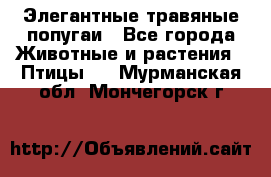 Элегантные травяные попугаи - Все города Животные и растения » Птицы   . Мурманская обл.,Мончегорск г.